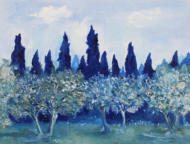 Olivenbäume